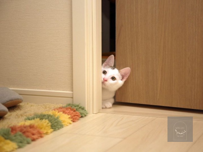 LÀM SAO ĐỂ MÈO QUEN NHÀ MỚI