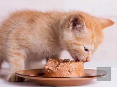 Cách làm Pate cho mèo con ăn không bao giờ chán