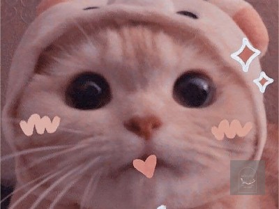 GIAO TIẾP VỚI MÈO QUA CỬ CHỈ