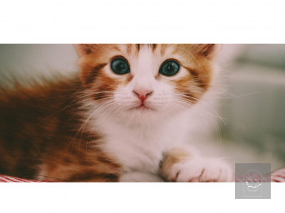 Hướng dẫn nuôi mèo cho người mới