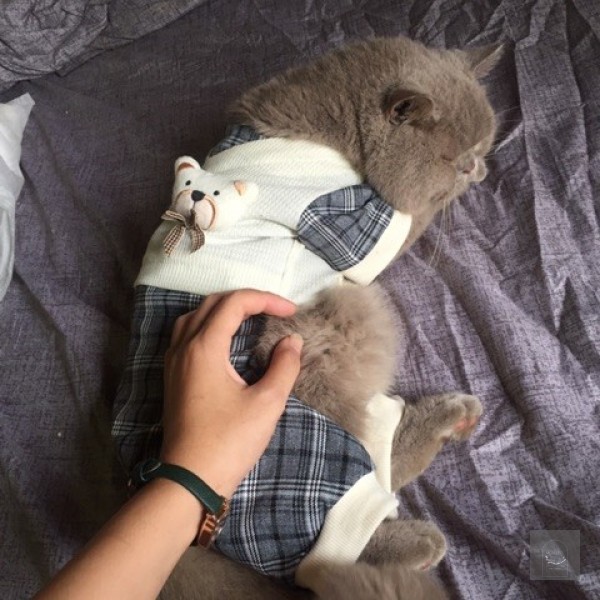 Áo gấu cute mùa đông cho mèo