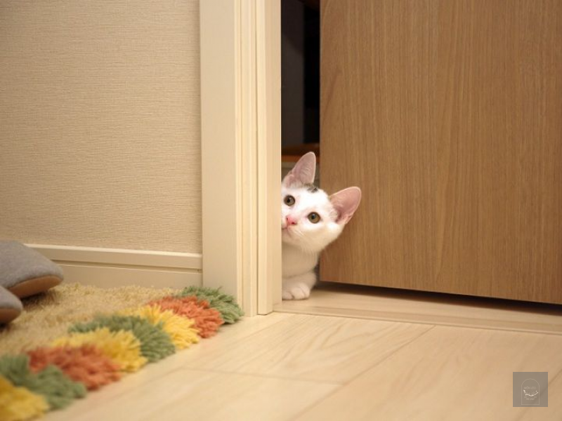 LÀM SAO ĐỂ MÈO QUEN NHÀ MỚI