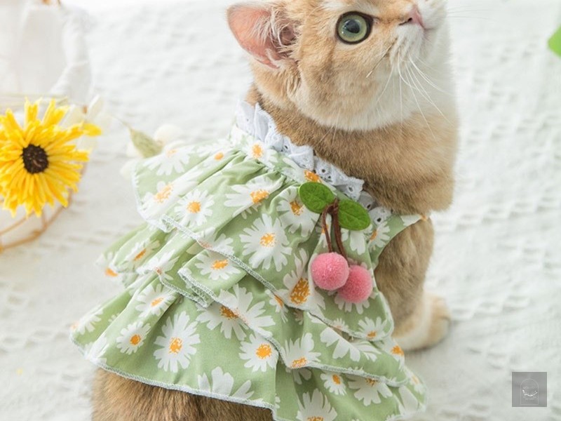 Váy bánh bèo cho mèo biển xanh