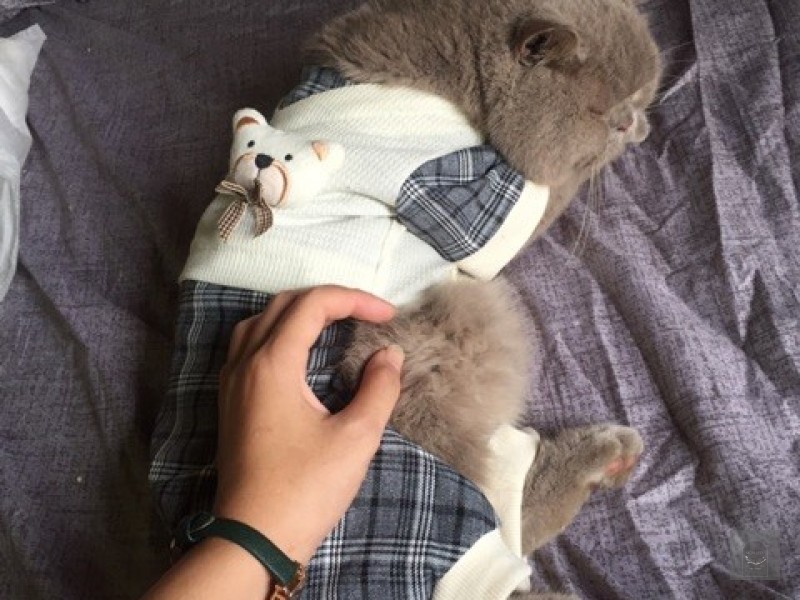 Áo gấu cute mùa đông cho mèo