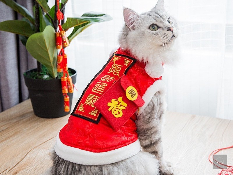 Áo tết cho mèo kèm túi lì xì