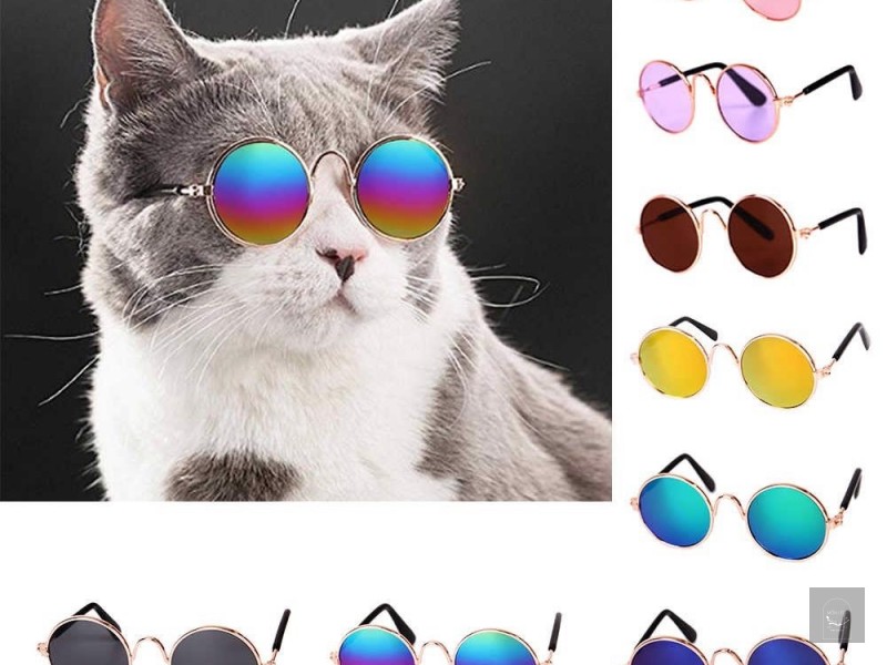 Kính thời trang cho mèo